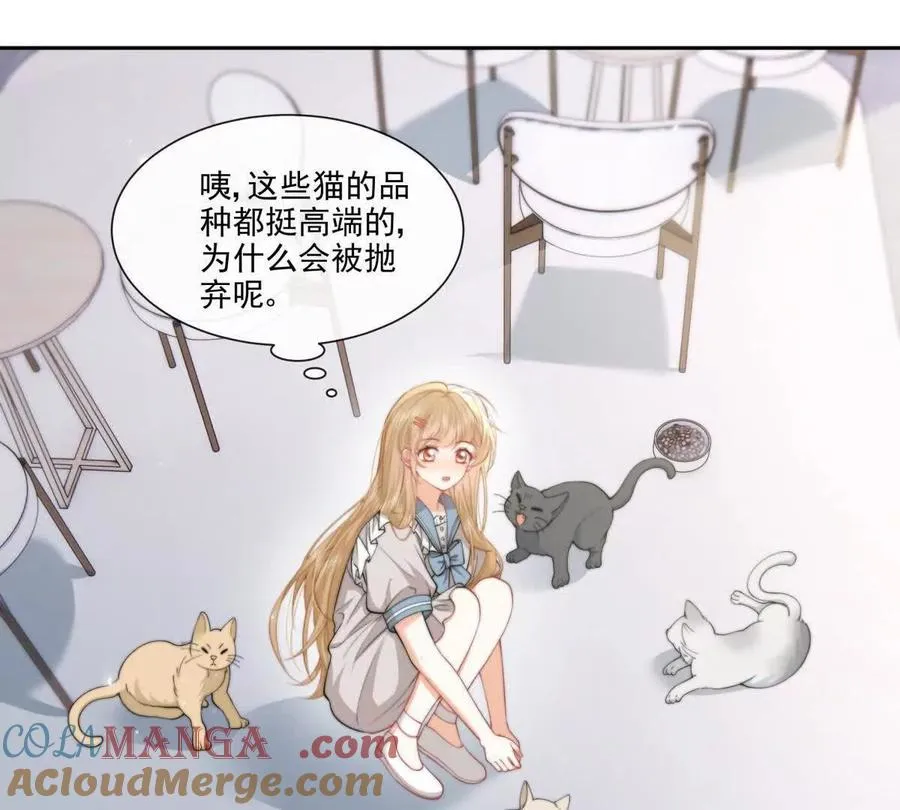 偷猫咪计划36