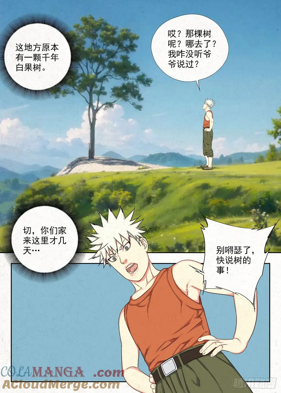 白果树12