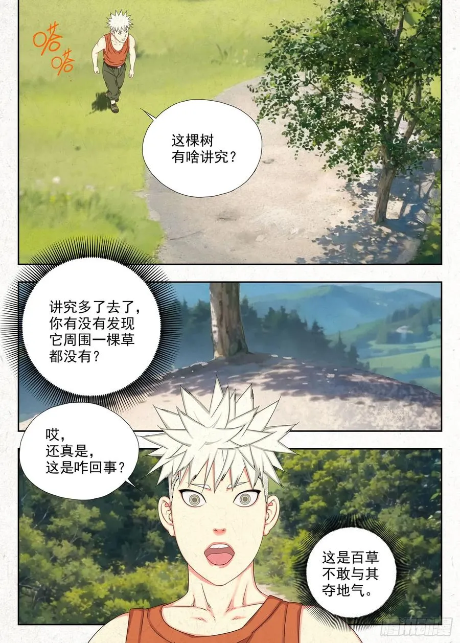 白果树11