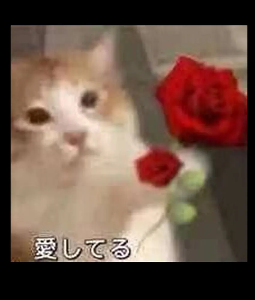 54 不如我家女皇92