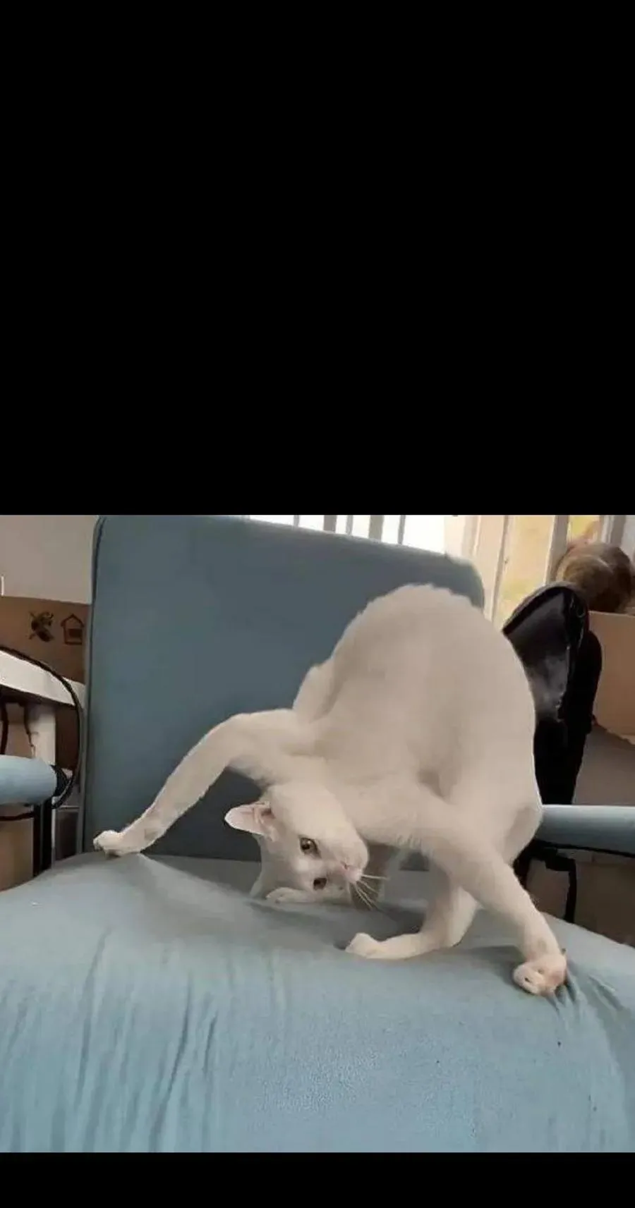 124 银色树叶76