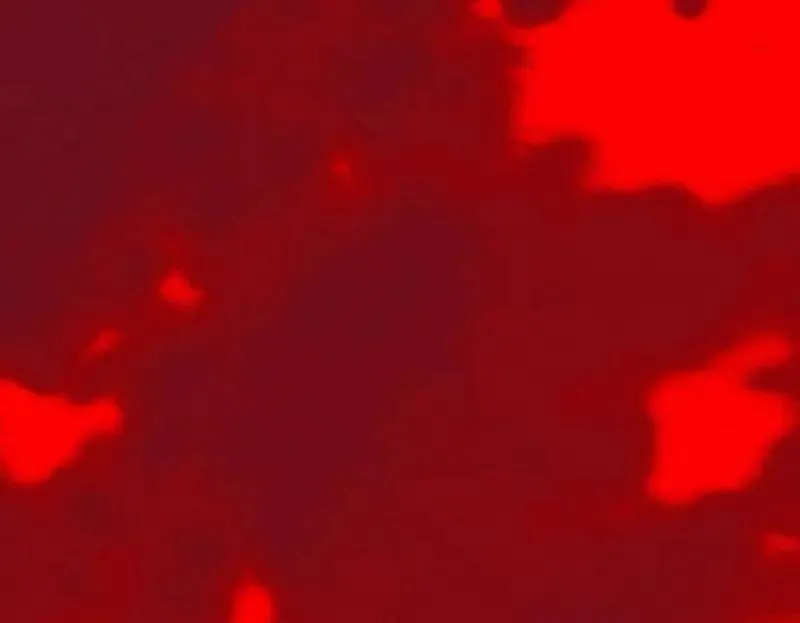 第466话 谢焱之死145