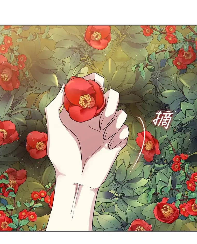 7.山茶花111