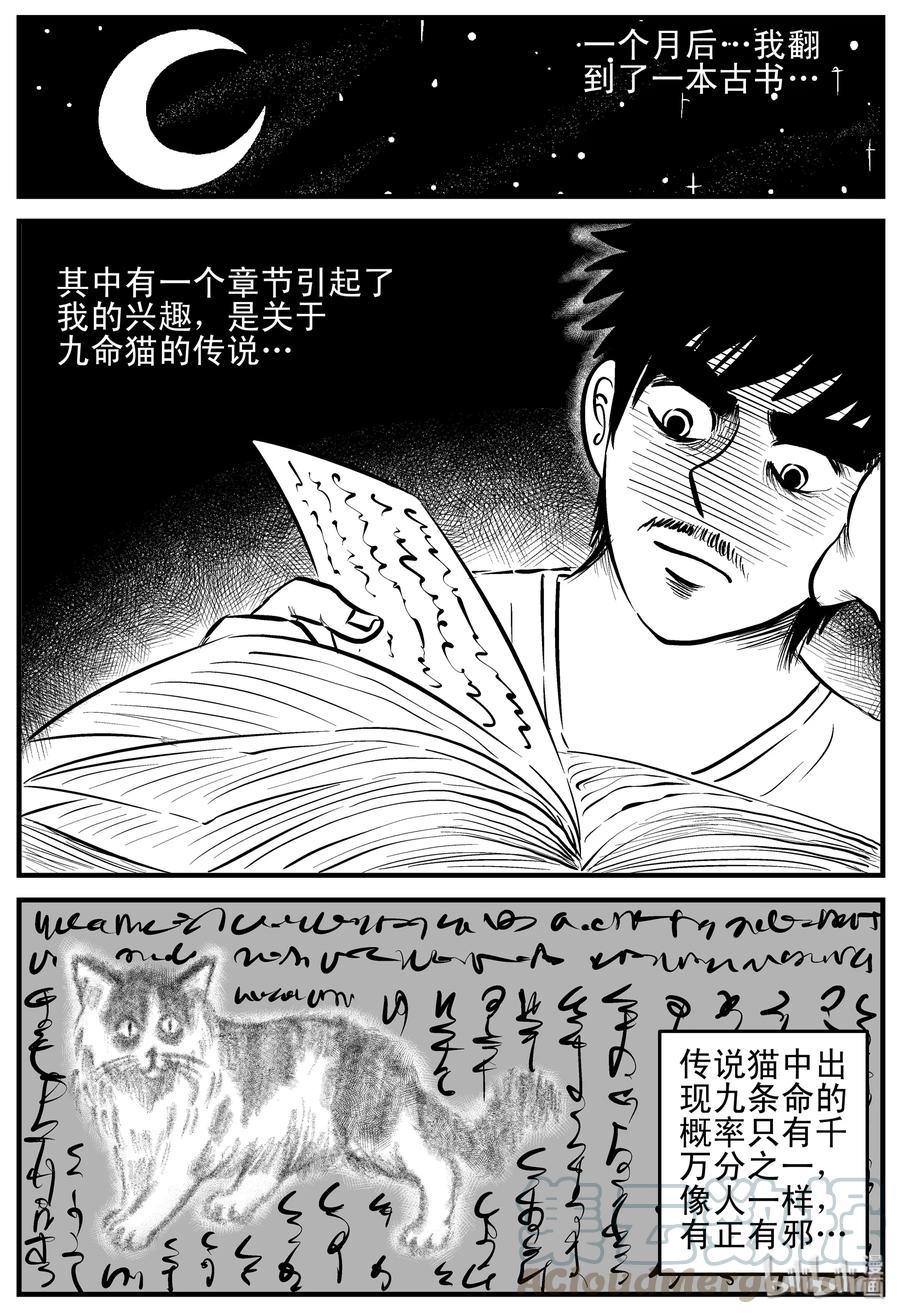 163 猫21