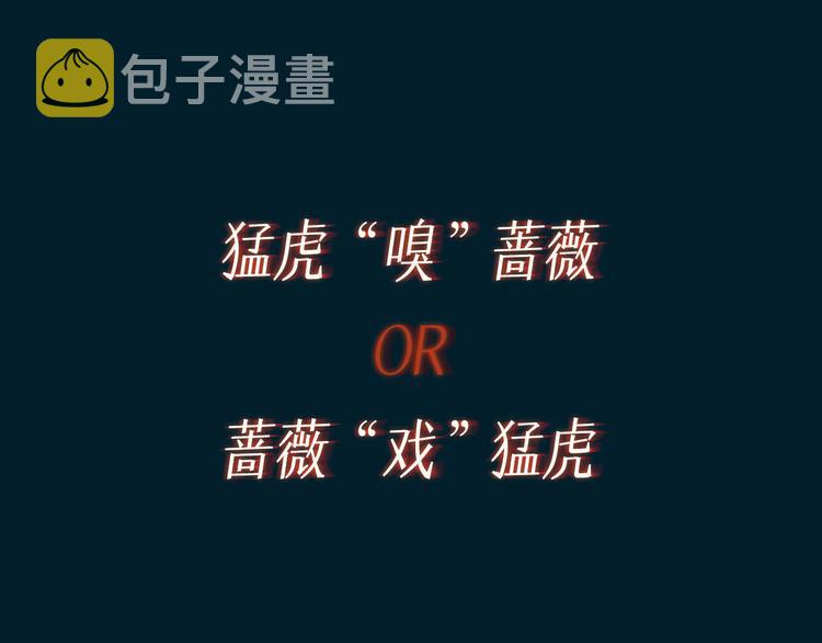 预热 猛虎嗅蔷薇，蔷薇戏猛虎17
