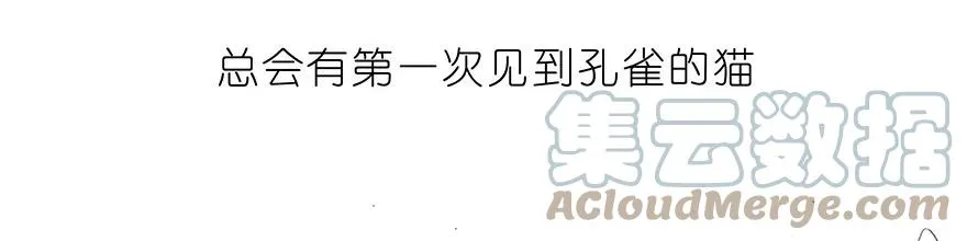 番外30 飞星喵十8