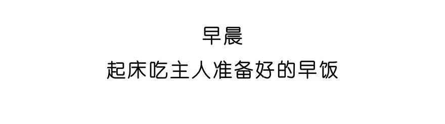 番外27 飞星喵八3