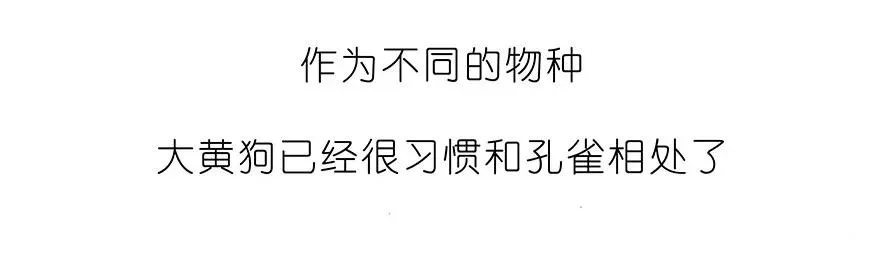 番外30 飞星喵十5