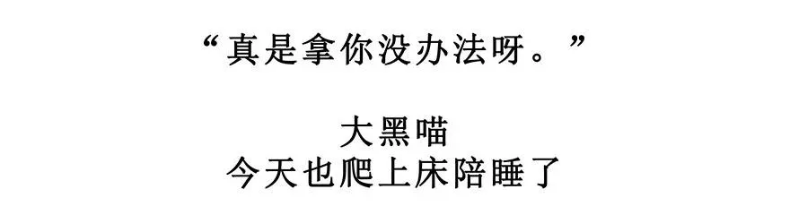 番外28 飞星喵九23