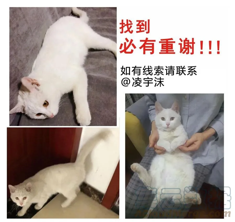 请假条6