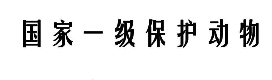 番外26 飞星喵七13