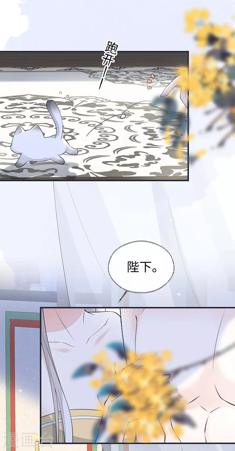 第179话猫咪踩奶4