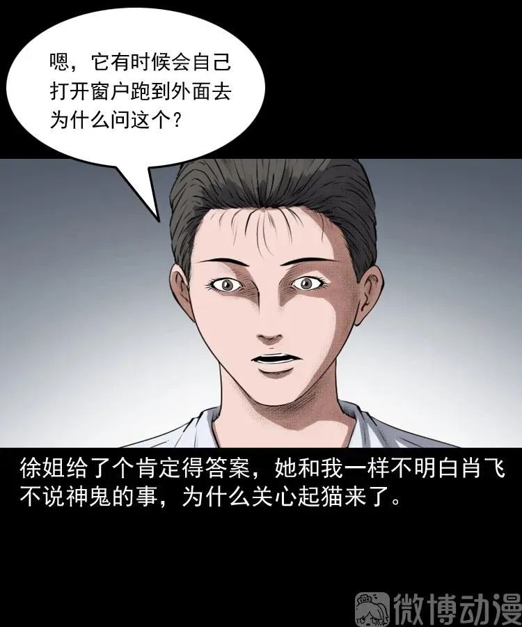 白头翁之猫灵54