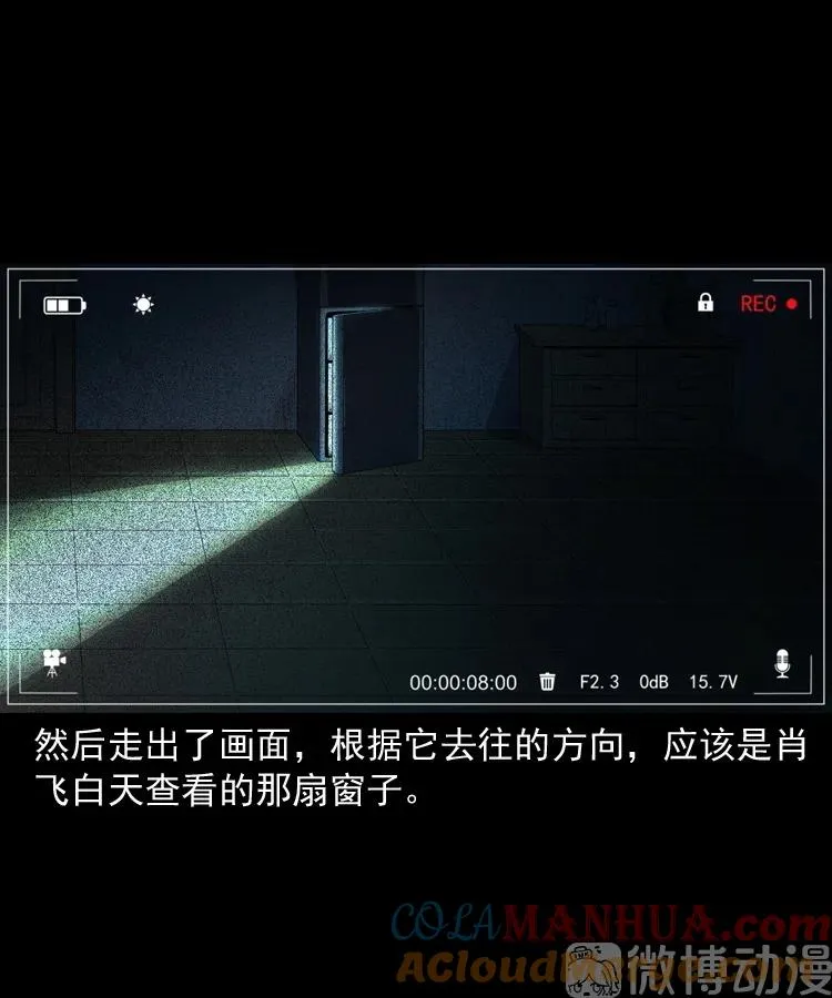 白头翁之猫灵68