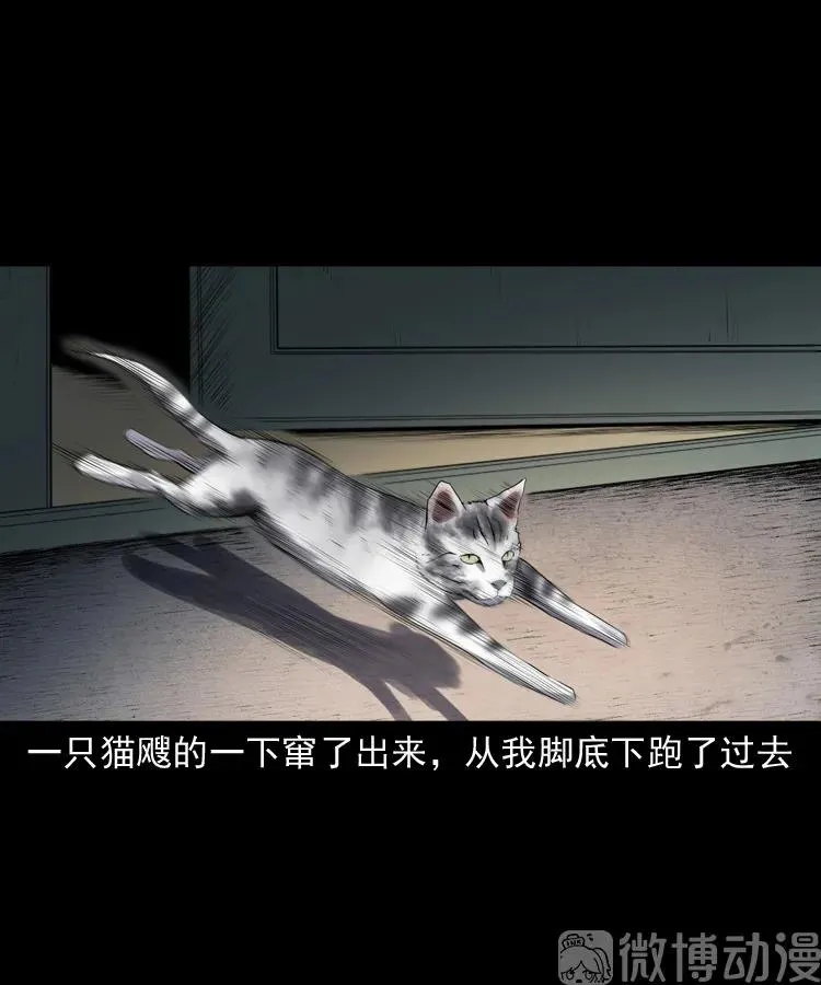 白头翁之猫灵10
