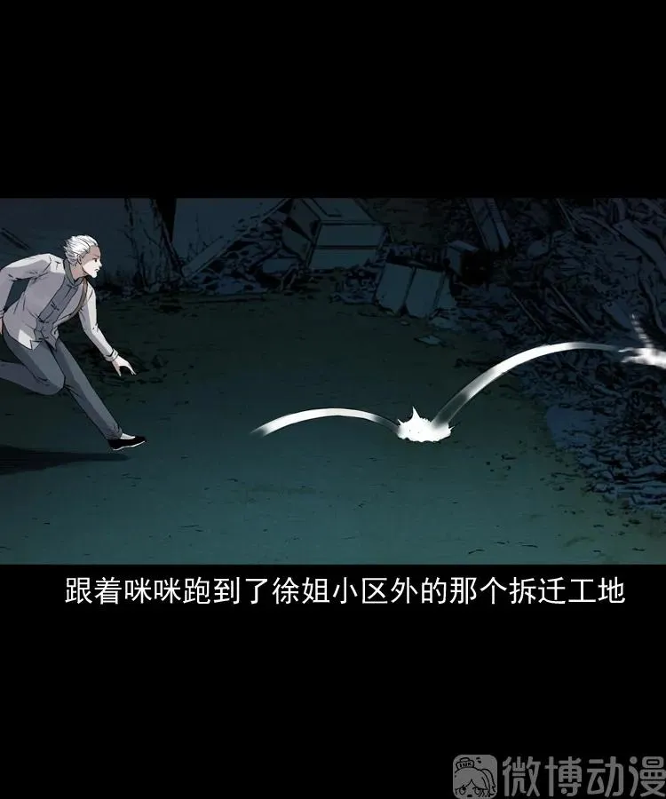 白头翁之猫灵82