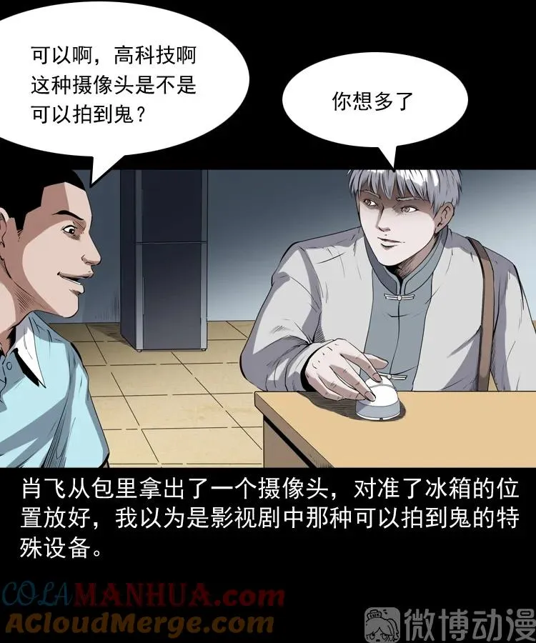 白头翁之猫灵56