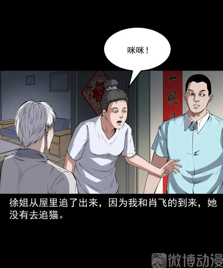 白头翁之猫灵13
