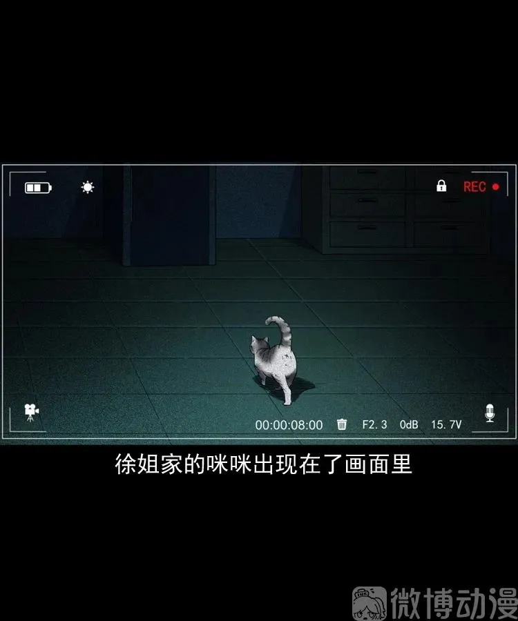 白头翁之猫灵65
