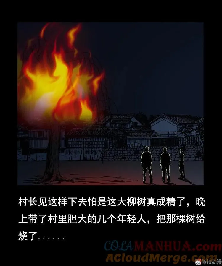 花柳树63
