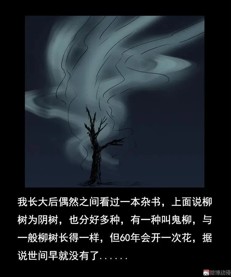 花柳树65