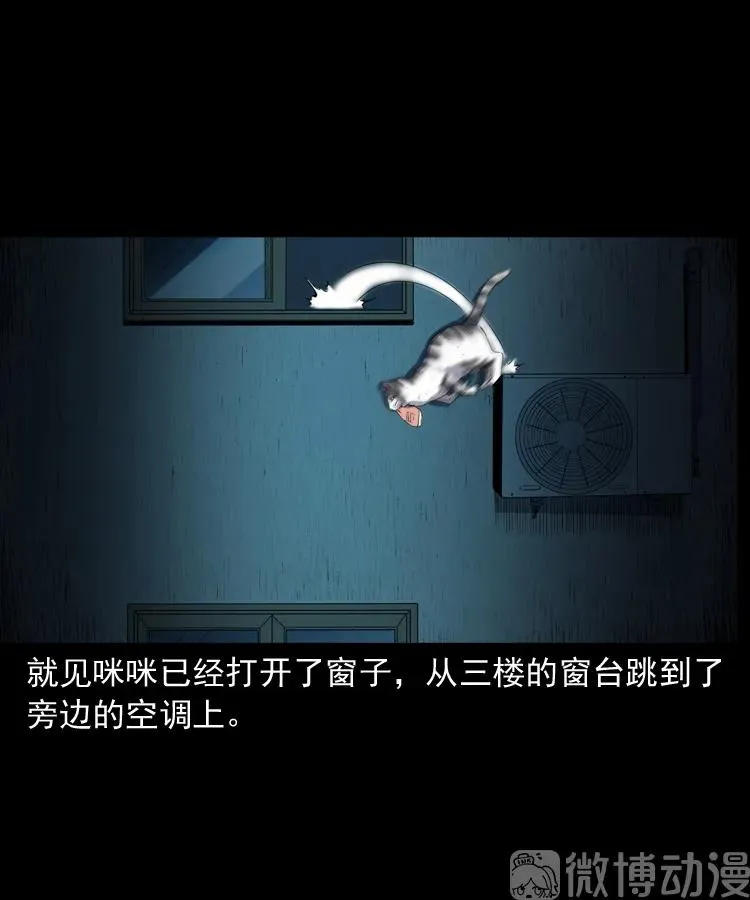 白头翁之猫灵70