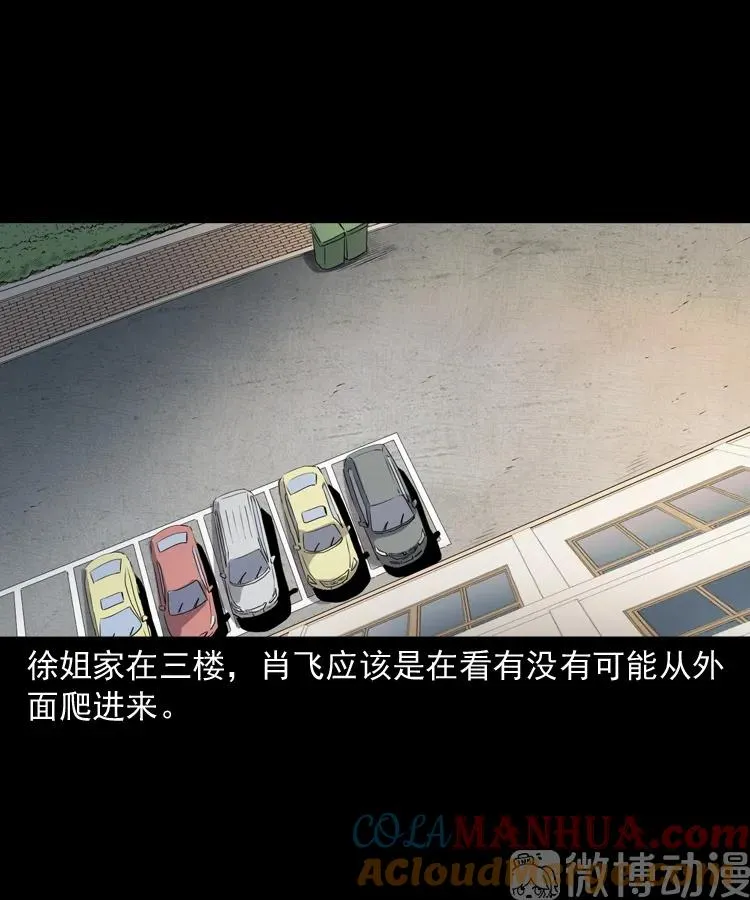 白头翁之猫灵52