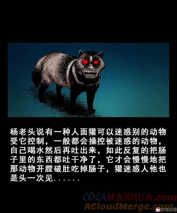 人面獾42