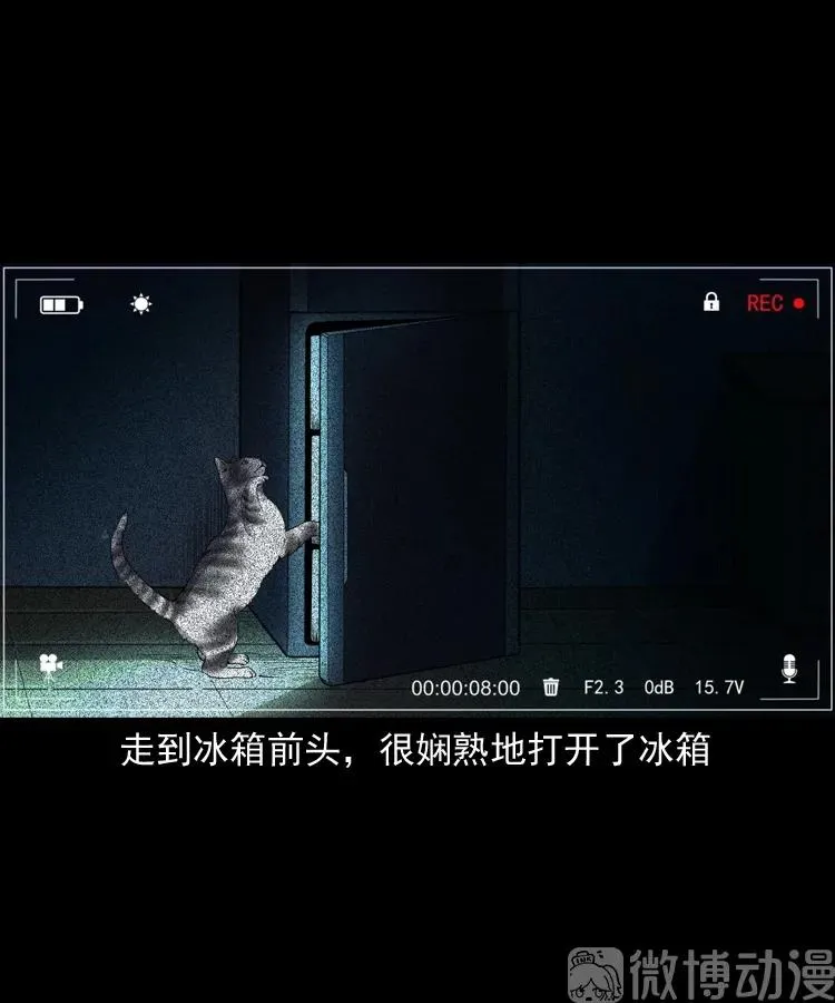 白头翁之猫灵66