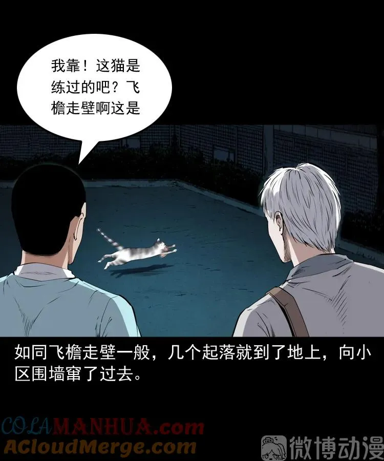 白头翁之猫灵72