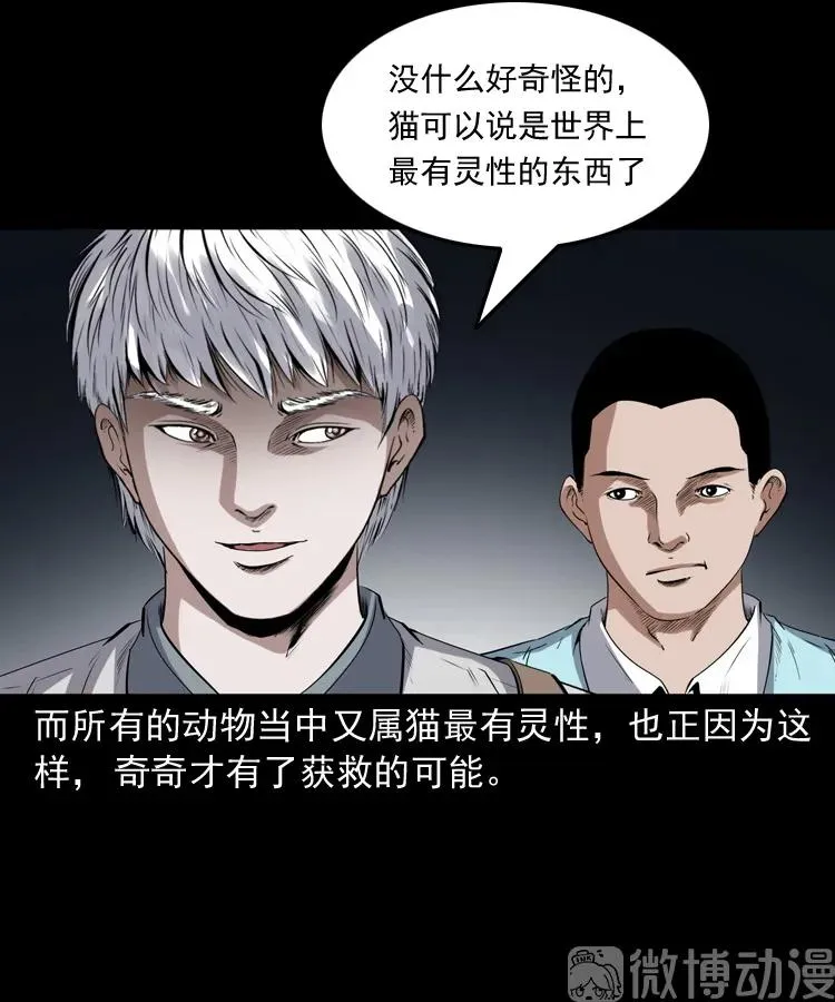 白头翁之猫灵97