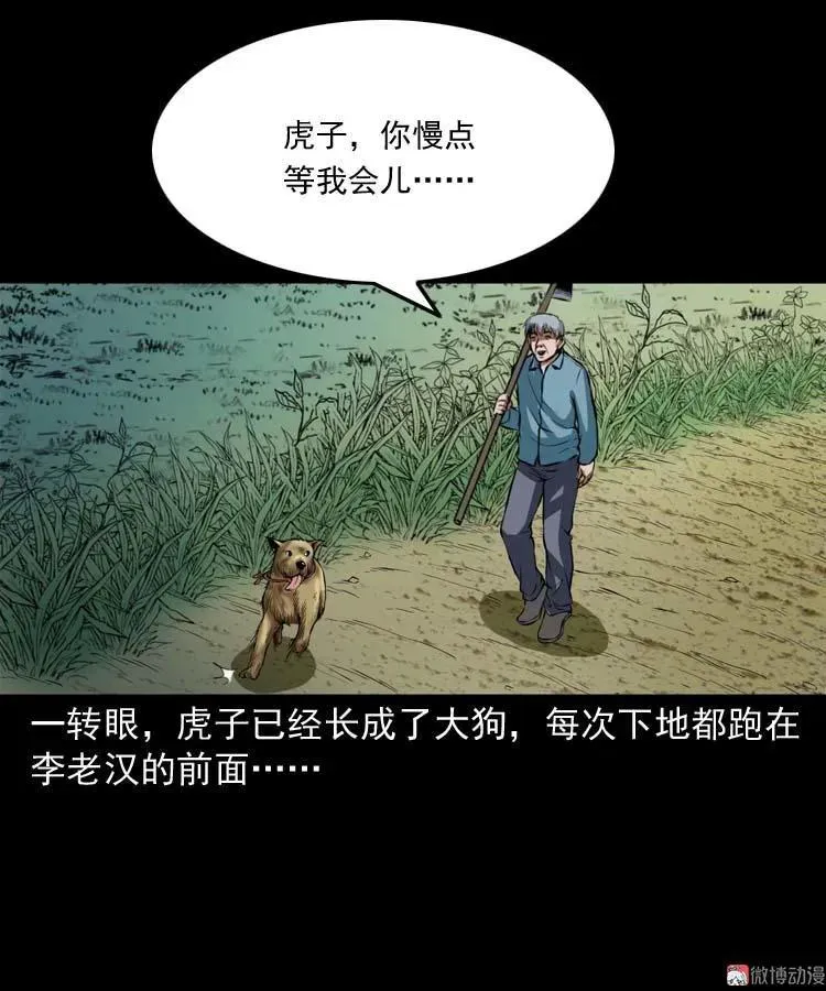 狗31