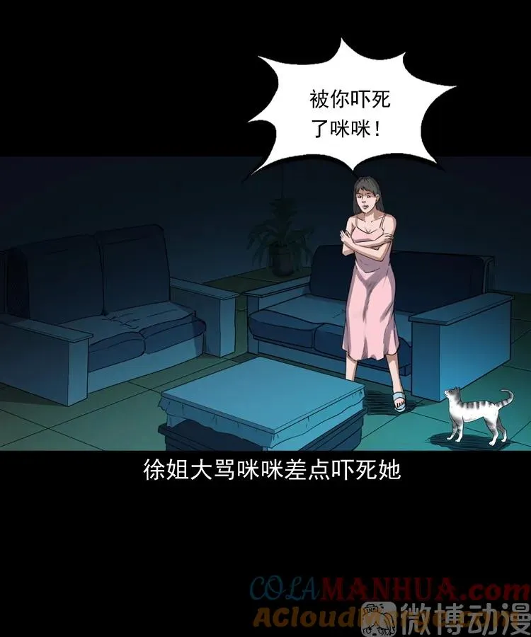 白头翁之猫灵36