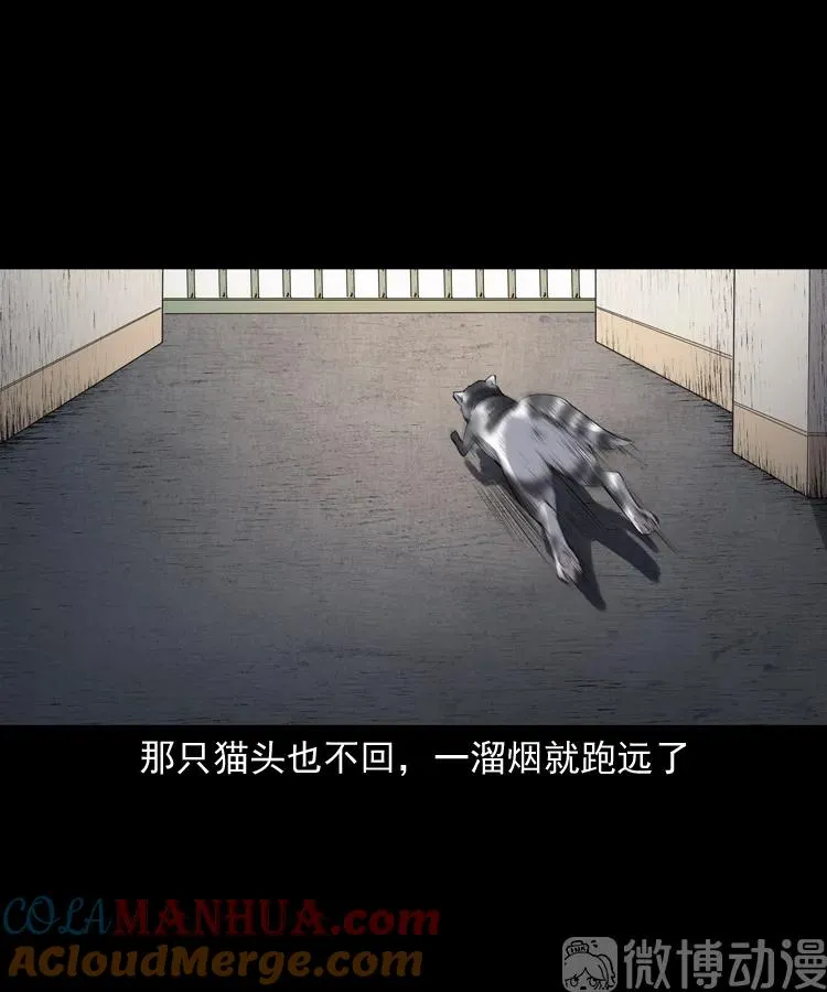 白头翁之猫灵12