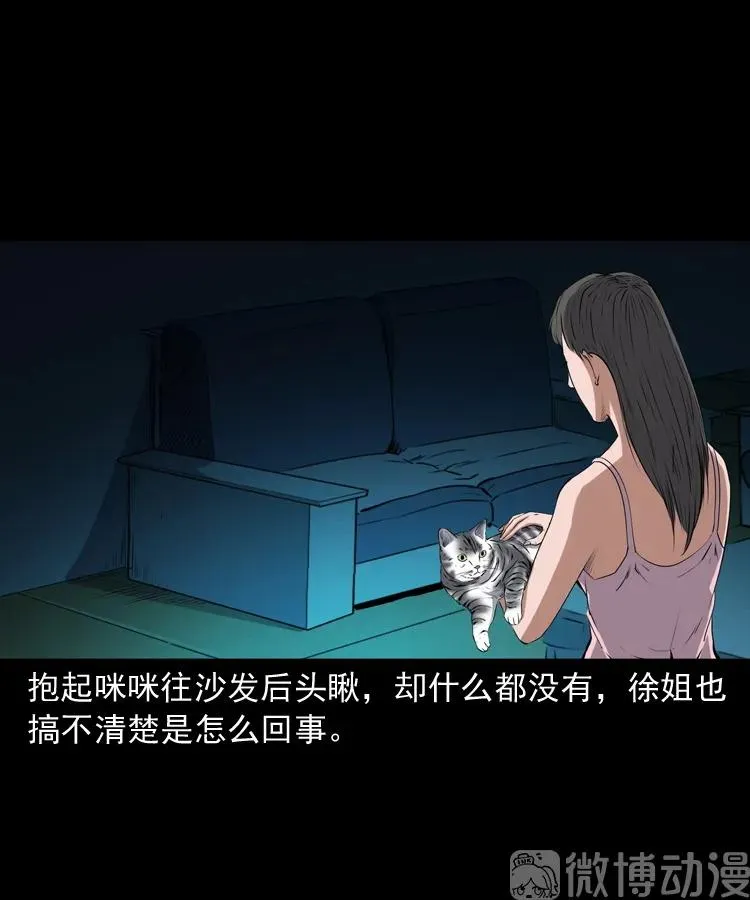 白头翁之猫灵37