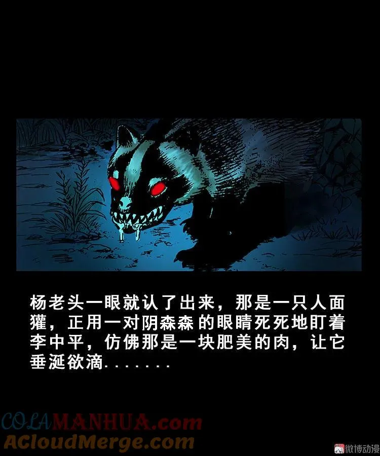 人面獾36