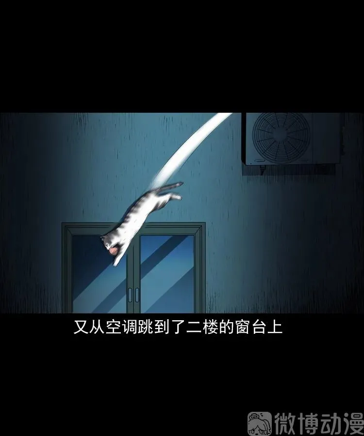 白头翁之猫灵71