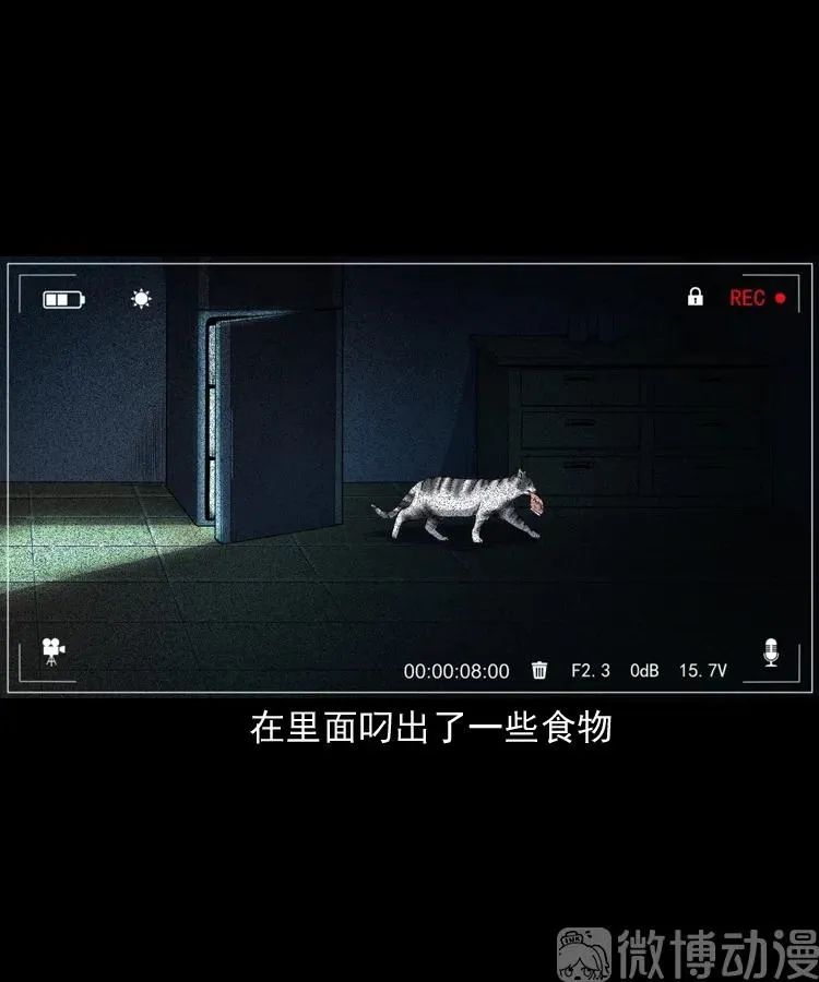 白头翁之猫灵67