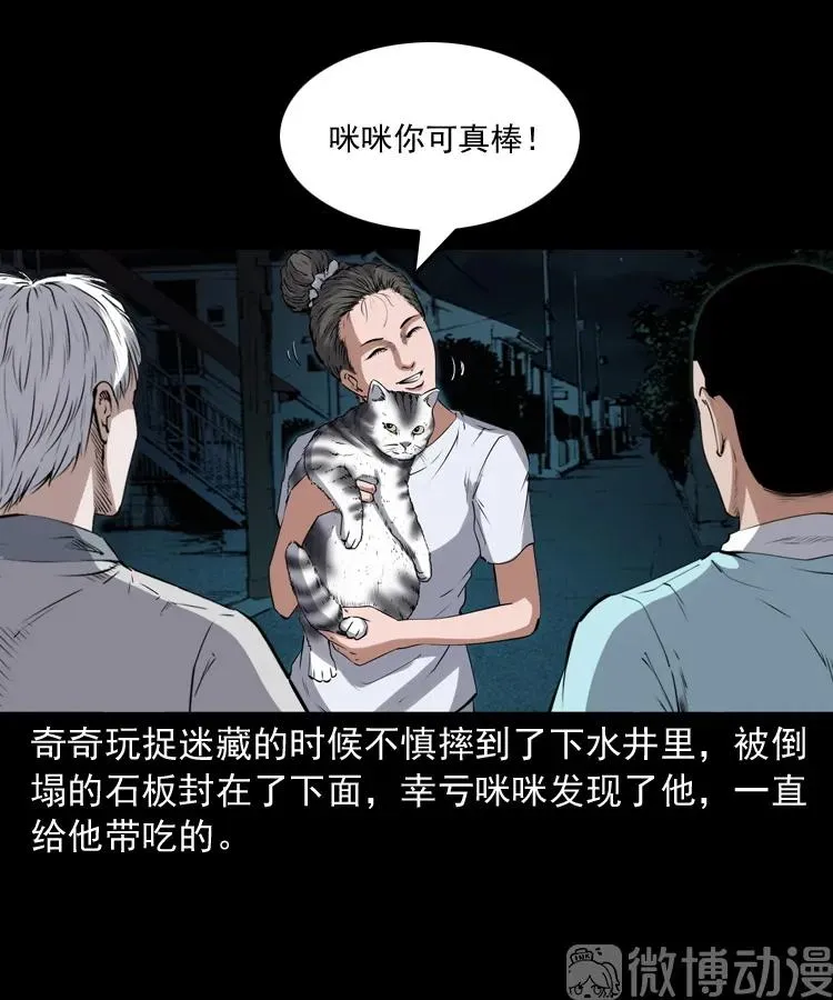 白头翁之猫灵90