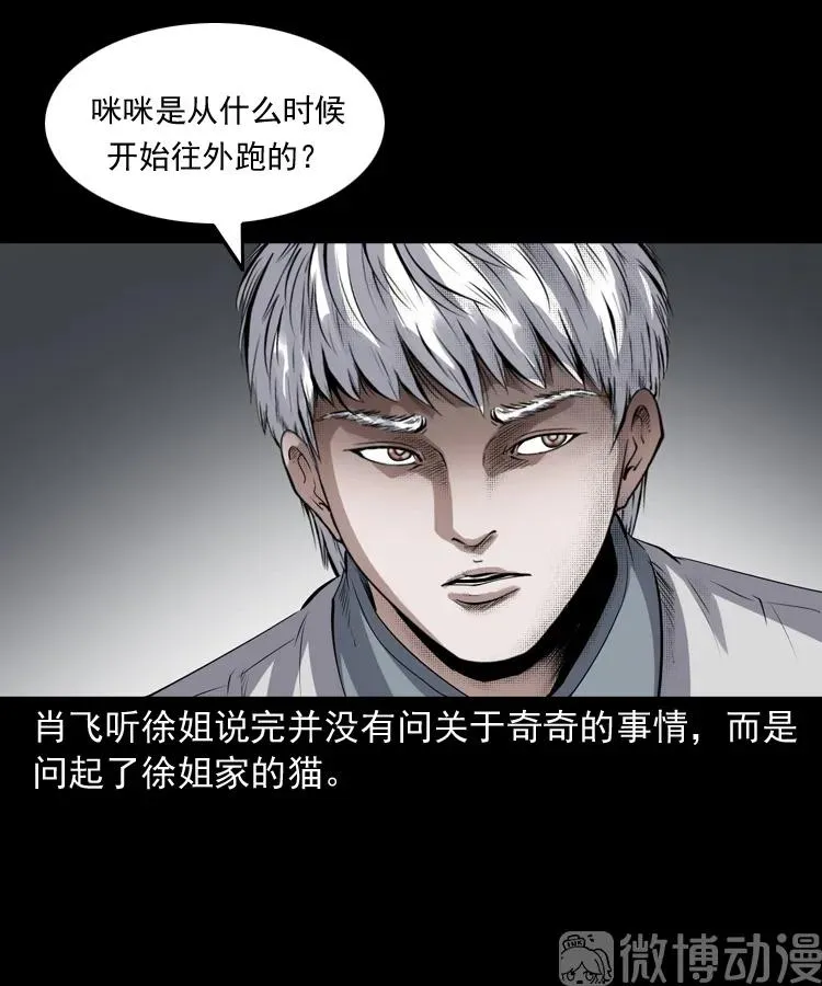 白头翁之猫灵43