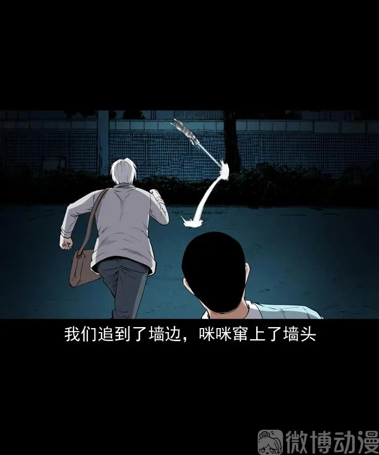 白头翁之猫灵74