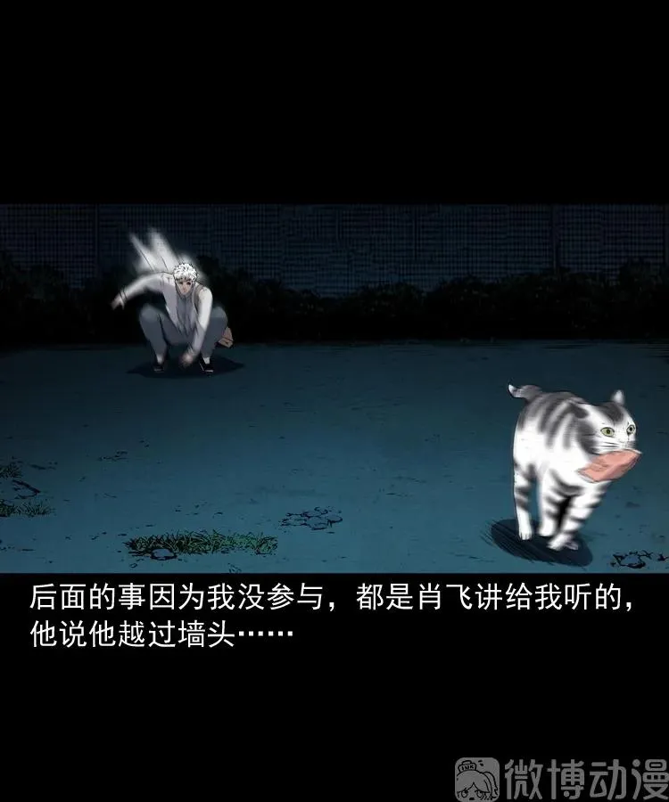 白头翁之猫灵81