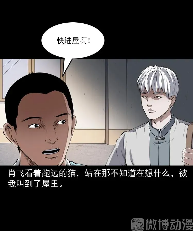 白头翁之猫灵15