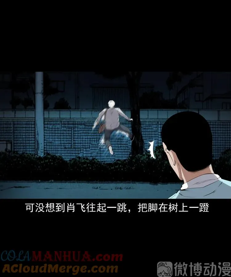 白头翁之猫灵76