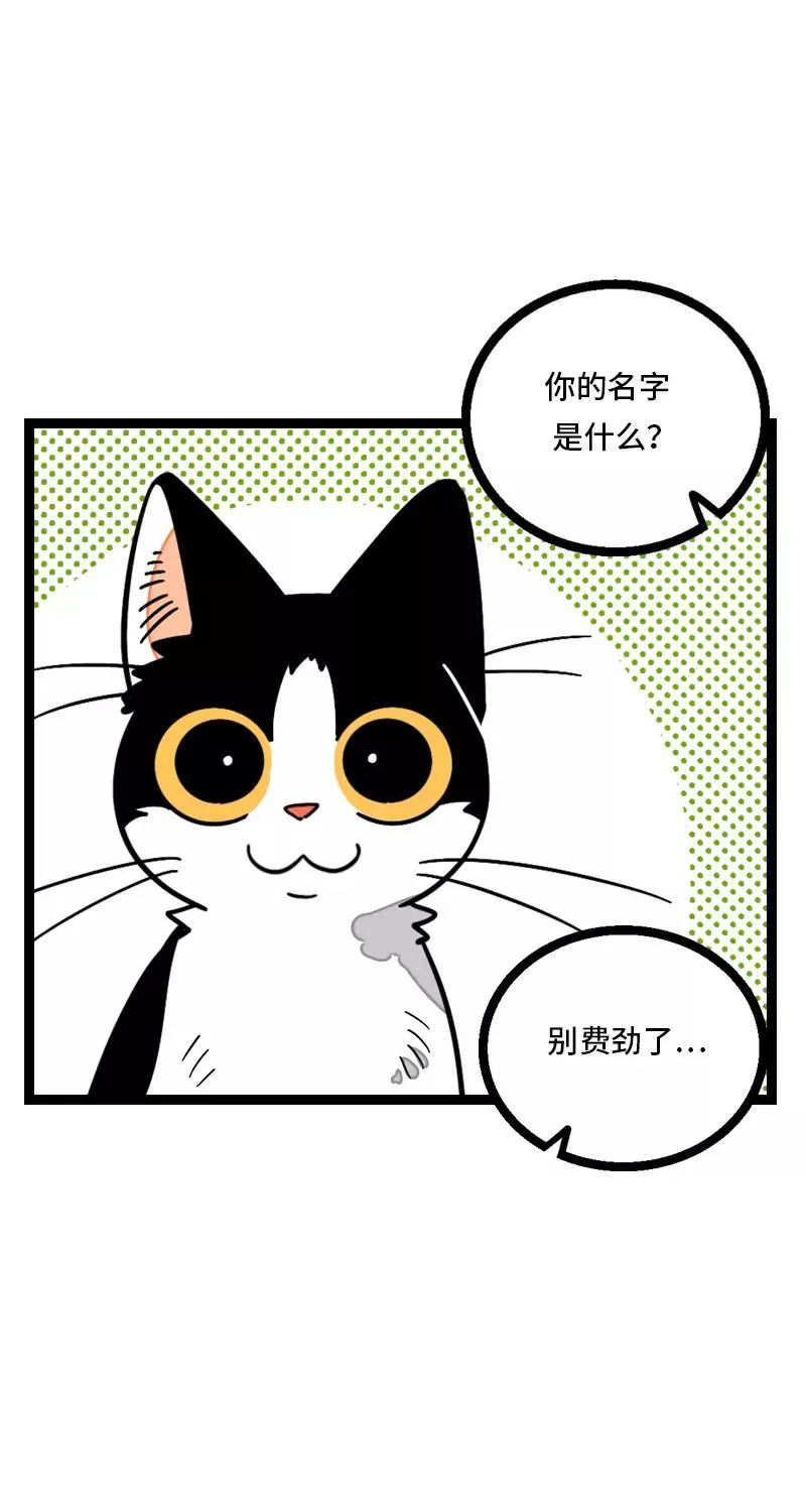 第11话 一只特立独行的猫23