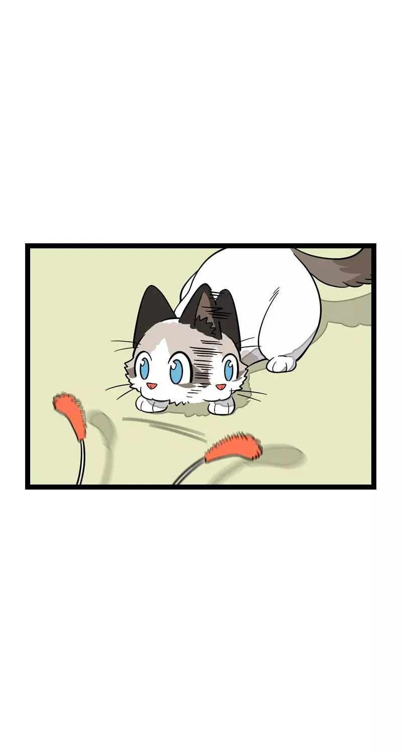第11话 一只特立独行的猫7