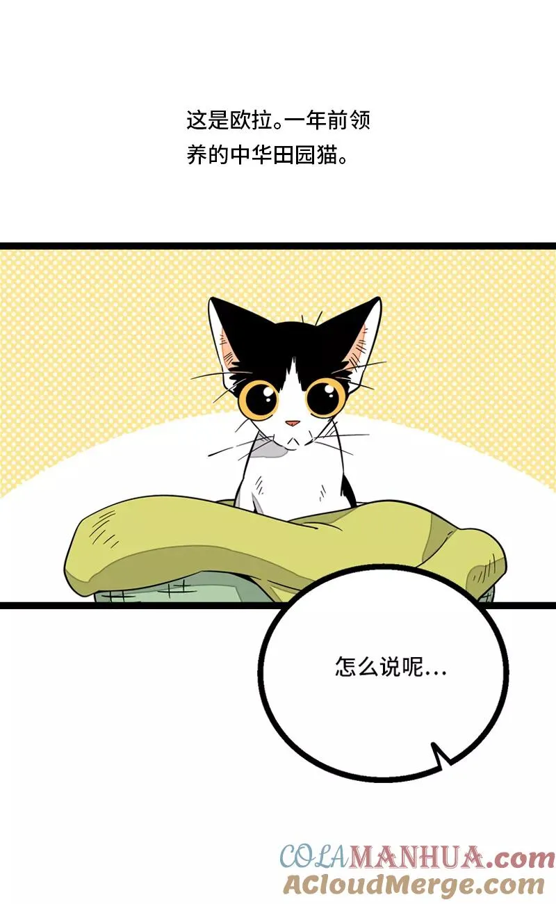 第11话 一只特立独行的猫3
