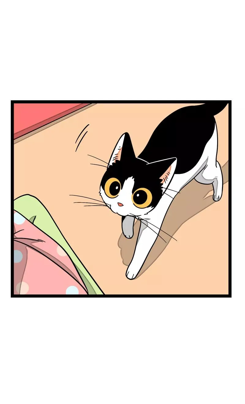 第11话 一只特立独行的猫14