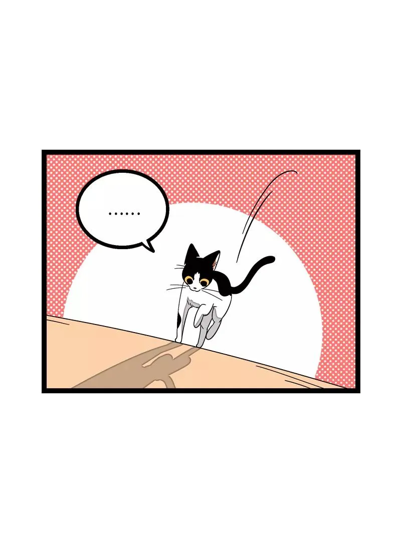 第11话 一只特立独行的猫25