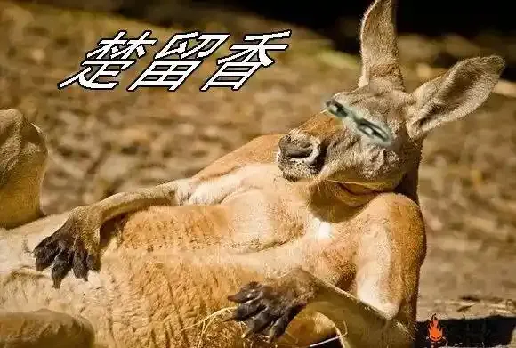 铁头娃升级版15
